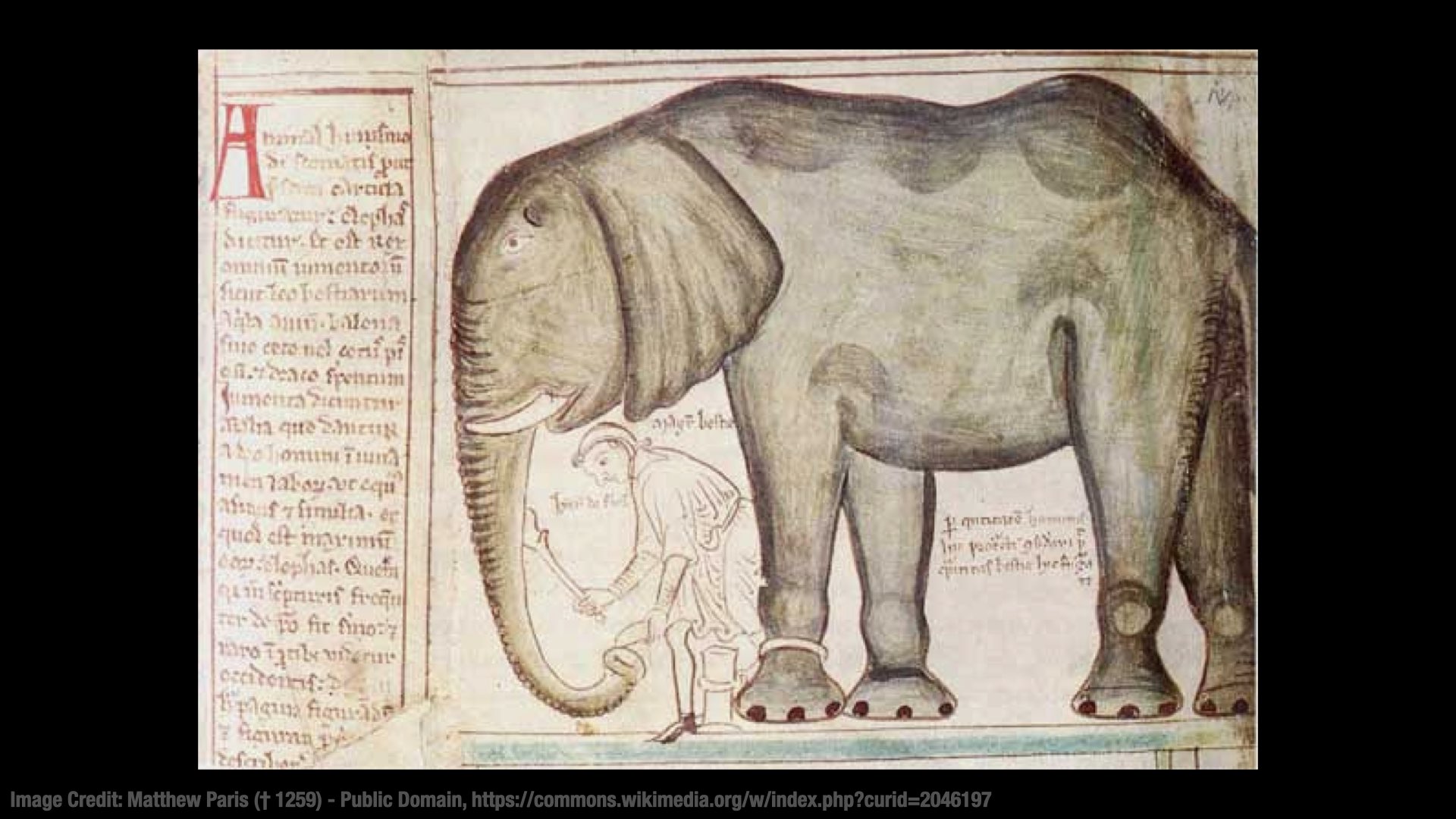 A picture of another medieval manuscript. It contains a realistic drawing of an elephant.